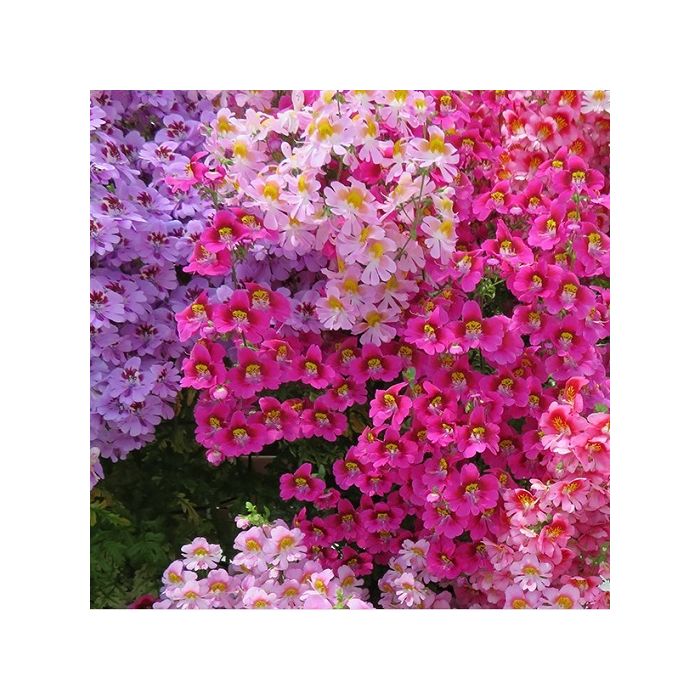 fiori simili alle orchidee di colore rosa chiaro, fucsia e viola su sfondo verde fiori simili alle orchidee di colore rosa chiaro, fucsia e viola su sfondo verde