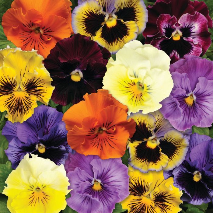 VIOLA VIOLETTE INGEGNOLI