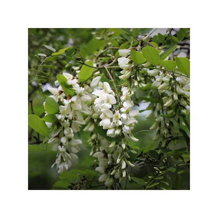 robinia comune ingegnoli