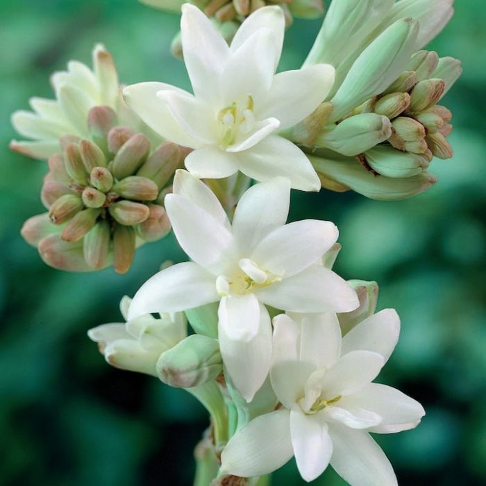 Fiore di tuberosa bianca profumata in piena fioritura Fiore di tuberosa bianca profumata in piena fioritura