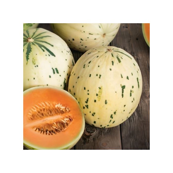 Melone dinosauro