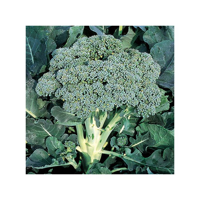 CAVOLO BROCCOLO SEMI CAVOLO BROCCOLO SEMI