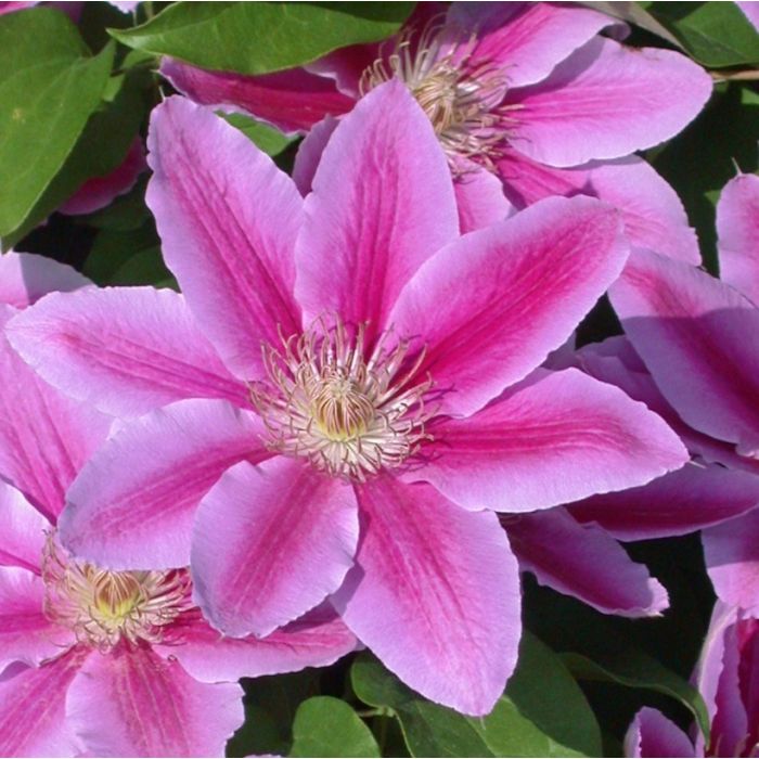 Clematis 'Dr. Ruppel' con grandi fiori rosa striati Clematis 'Dr. Ruppel' con grandi fiori rosa striati