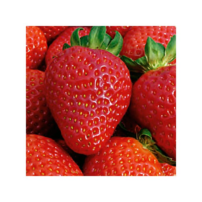 Fragola San Andreas a radice nuda - pianta rifiorente in vaso