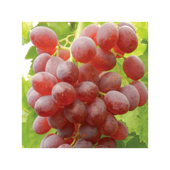 Grappolo di uva Sultanina Rosa, acini rosati e dolci con polpa croccante. Grappolo di uva Sultanina Rosa, acini rosati e dolci con polpa croccante.