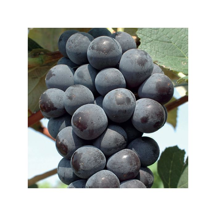 Dettaglio acini jumbo Smeralda fragola nera polpa croccante su tralcio Dettaglio acini jumbo Smeralda fragola nera polpa croccante su tralcio