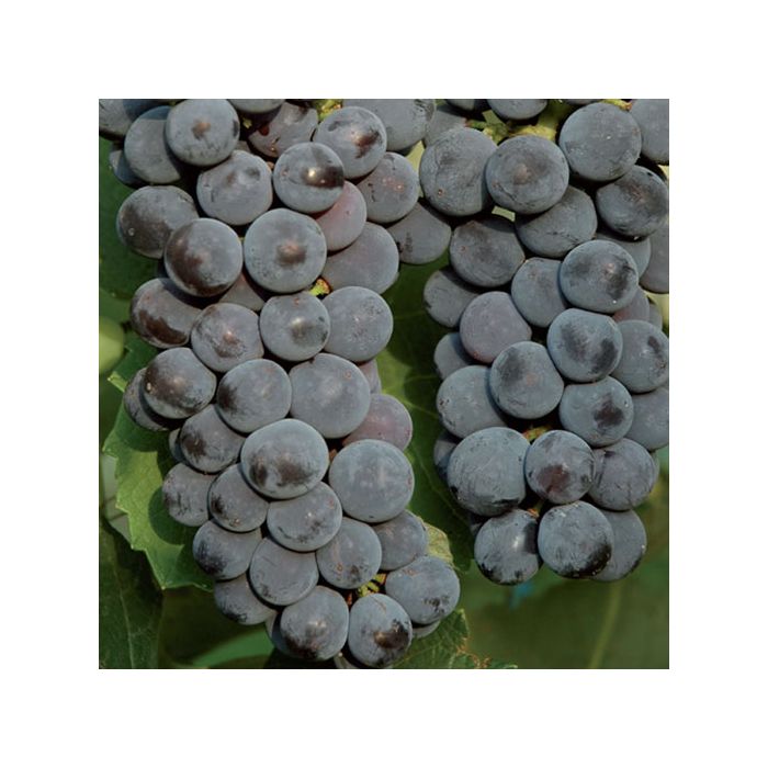 Grappolo uva fragola nera precoce‑media, acini rotondi blu intensi Grappolo uva fragola nera precoce‑media, acini rotondi blu intensi