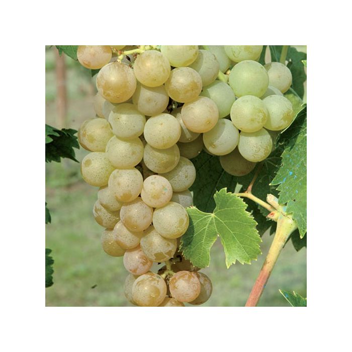 Grappolo di Moscato Giallo dorato su tralcio, acini medio‑grossi maturi Grappolo di Moscato Giallo dorato su tralcio, acini medio‑grossi maturi
