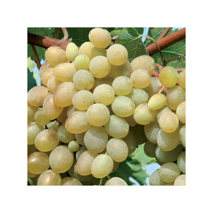 Grappoli uva Sublima Seedless apirena acini verdi senza semi