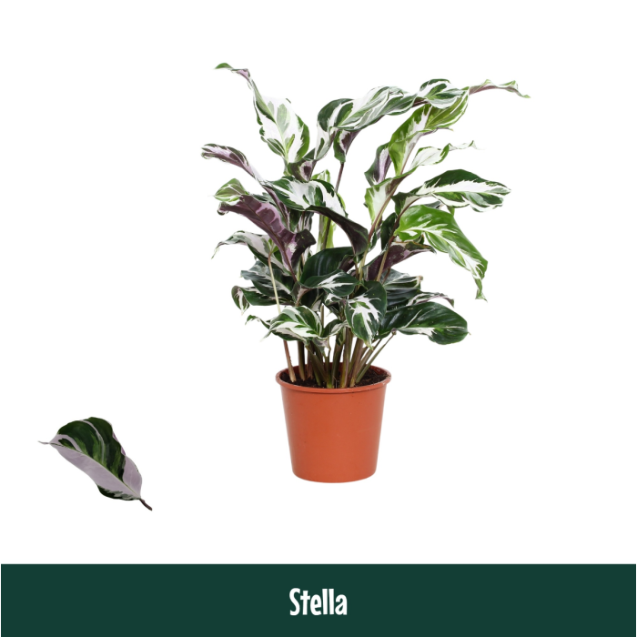 calathea stella pianta calathea stella pianta