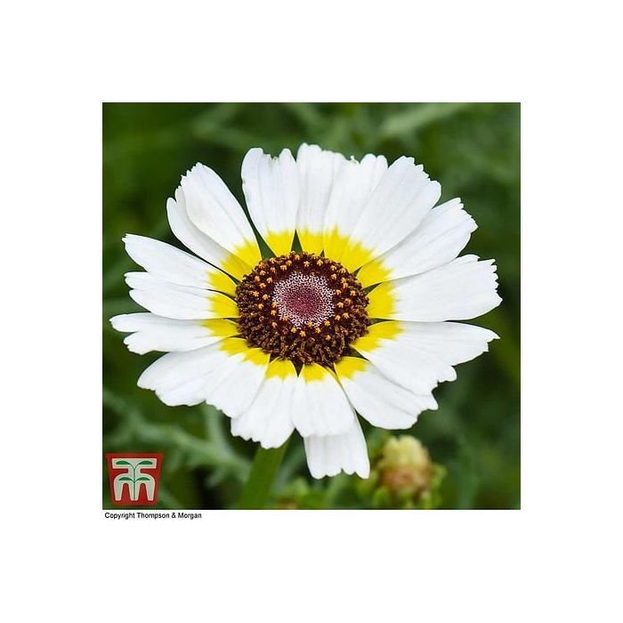 crisantemo bianco giallo