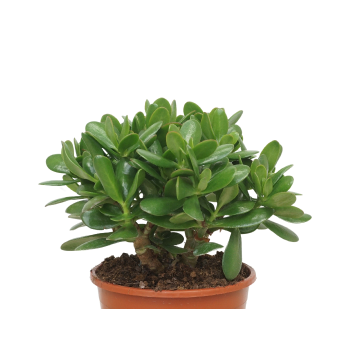 crassula ovata crassula ovata