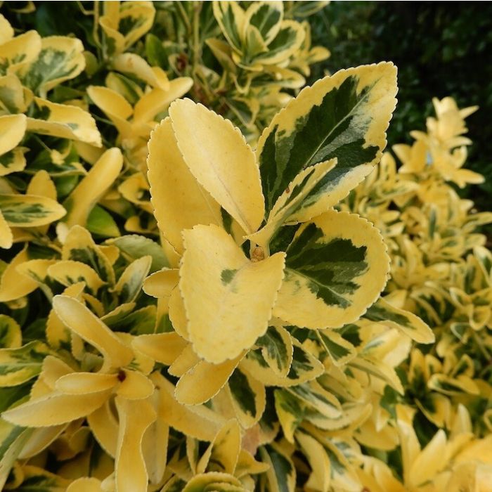 Euonymus japonicus “Aureus” – Arbusto sempreverde a foglia variegata verde e giallo oro, ideale per siepi decorative. Euonymus japonicus “Aureus” – Arbusto sempreverde a foglia variegata verde e giallo oro, ideale per siepi decorative.
