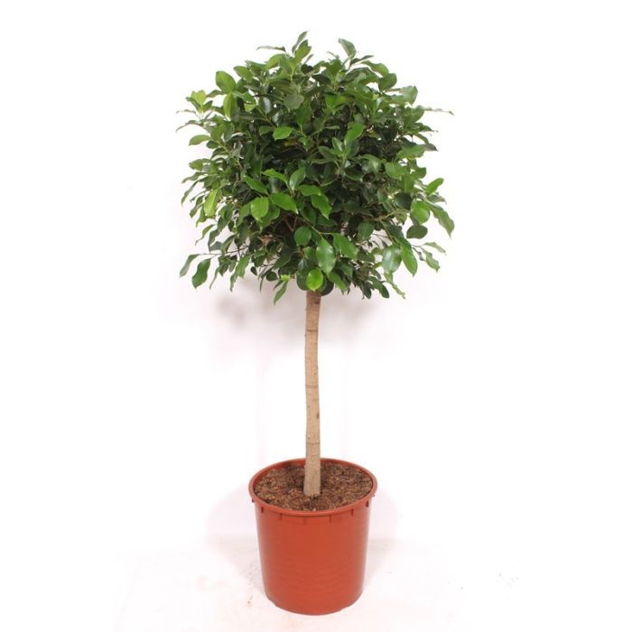 ficus ad alberello ficus ad alberello