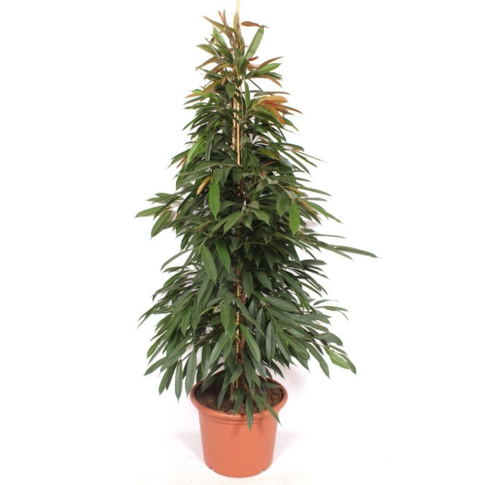 ficus amstel king ficus amstel king