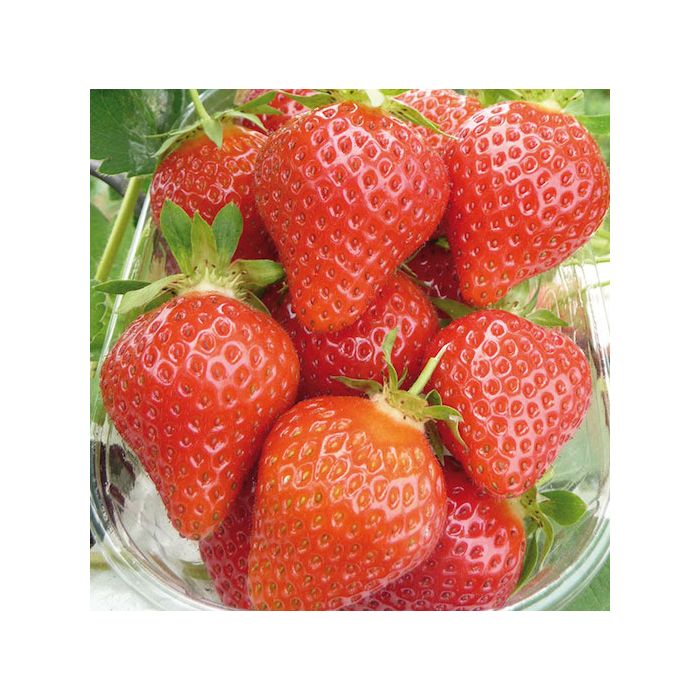 fragole a radice nuda favori
