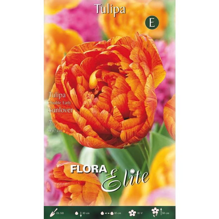 Confezione di bulbi di tulipano DOPPIO in vendita online
Confezione di bulbi di tulipano DOPPIO in vendita online