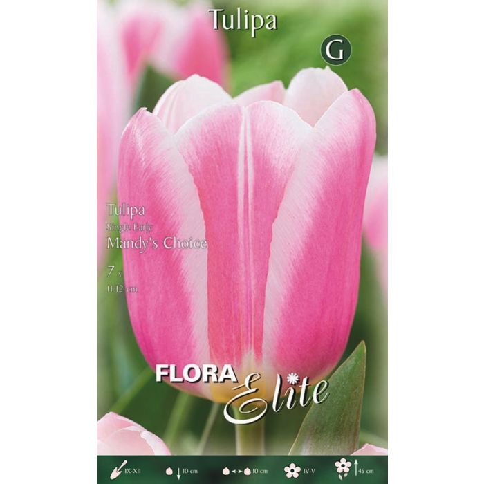 Bulbi di tulipano a fiore semplice precoce, varietà ideale per fioriture anticipate Bulbi di tulipano a fiore semplice precoce, varietà ideale per fioriture anticipate
