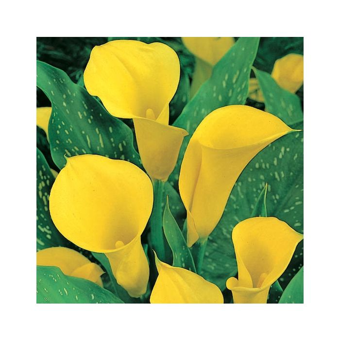 calla a fiore giallo calla a fiore giallo