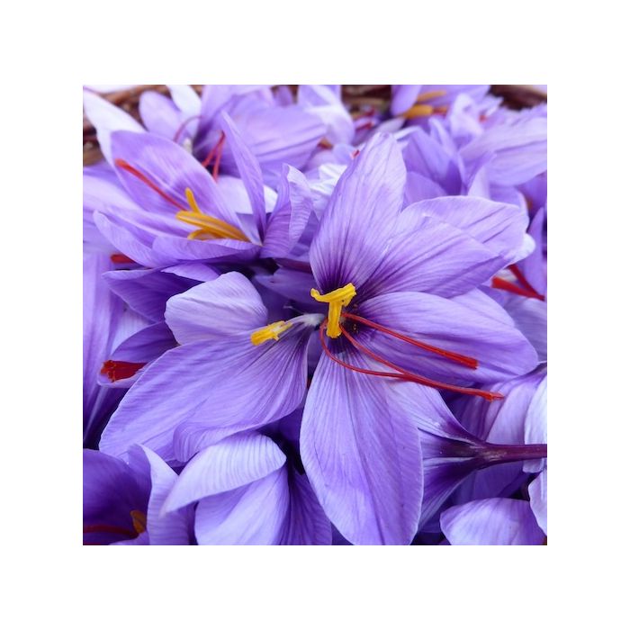 fratelli ingegnoli bulbi crocus di zafferano-saffron -sativus
fratelli ingegnoli bulbi crocus di zafferano-saffron -sativus