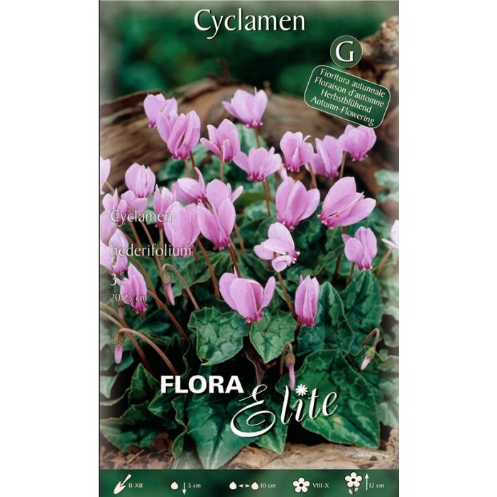 Confezione di bulbi di Cyclamen hederifolium in vendita online Confezione di bulbi di Cyclamen hederifolium in vendita online