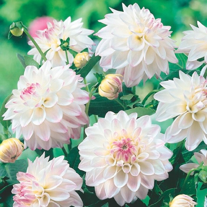 Fiori compatti di dahlia nana dai colori vivaci