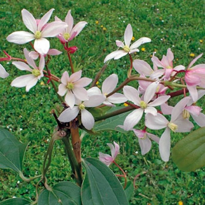 Rampicante sempreverde Clematis armandii ‘Apple Blossom’ Rampicante sempreverde Clematis armandii ‘Apple Blossom’
