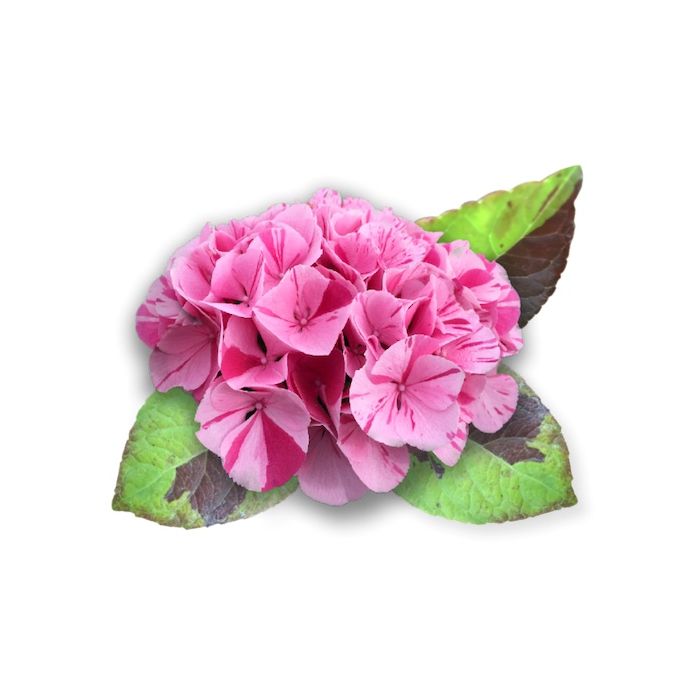 FRATELLI INGEGNOLI PIANTE HYDRANGEA ORTENSIA CONFETTI  PANTHER

