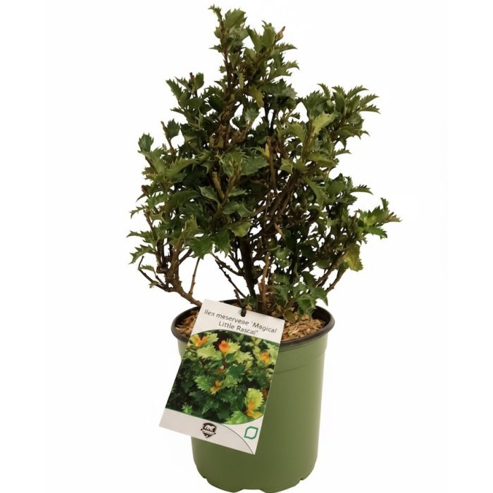 Ilex “Little Rascal” – Agrifoglio nano sempreverde dal fogliame verde intenso e compatto, ideale per bordure e giardini. Ilex “Little Rascal” – Agrifoglio nano sempreverde dal fogliame verde intenso e compatto, ideale per bordure e giardini.