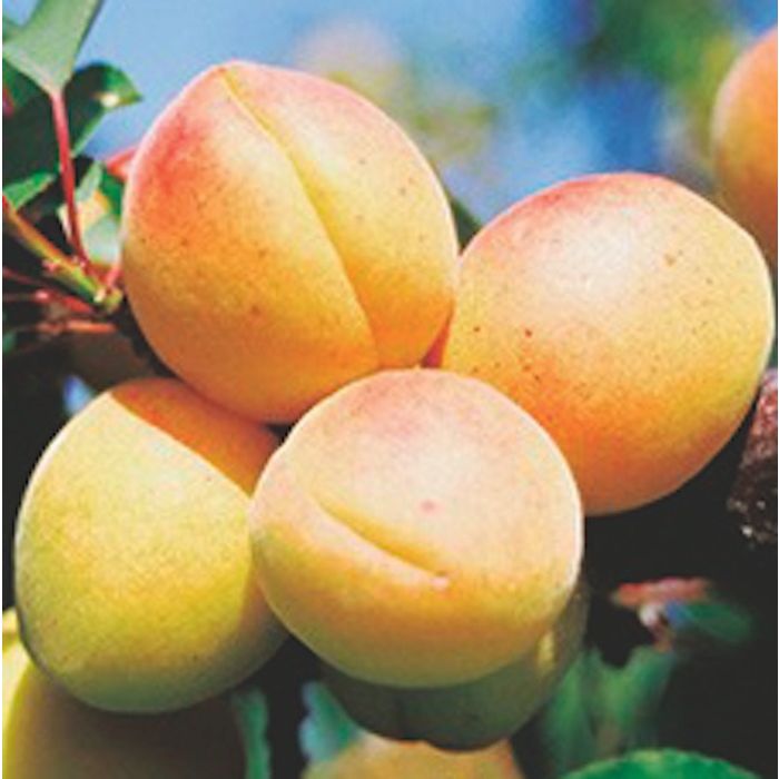 Pianta di Albicocco Sabbatani in crescita, albero da frutto italiano vigoroso e produttivo con chioma verde e rami robusti