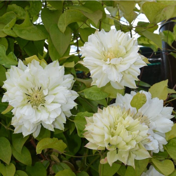 Clematis 'Duchess of Edinburgh' with large double white flowers Clematis 'Duchess of Edinburgh' with large double white flowers