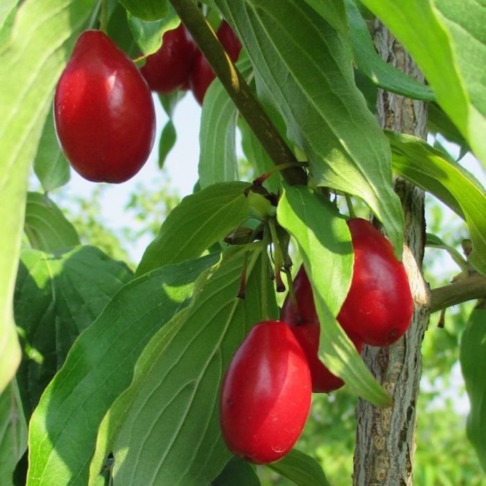 Corniolo Dublany (cornus mas), varietà precoce da frutto Corniolo Dublany (cornus mas), varietà precoce da frutto