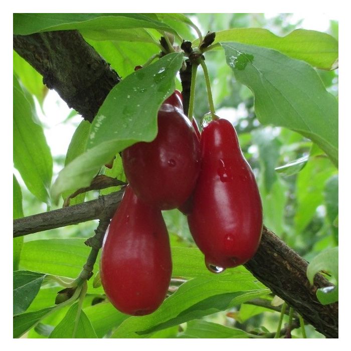 Corniolo Starokijewskij (cornus mas), varietà ucraina precoce da frutto Corniolo Starokijewskij (cornus mas), varietà ucraina precoce da frutto