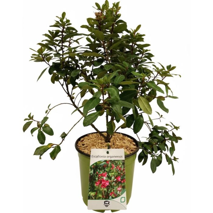 Escallonia organiensis – arbusto sempreverde con fiori rosa intenso, ideale per siepi e bordure decorative