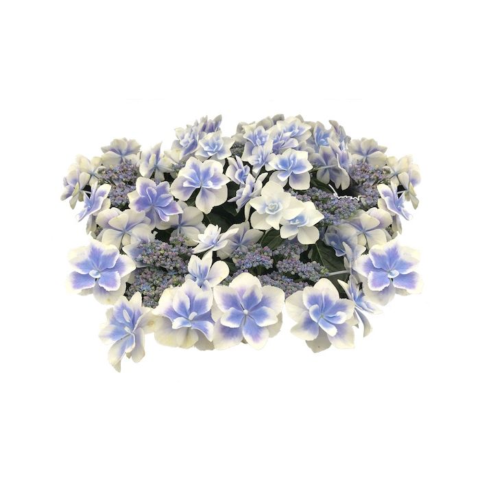 FRATELLI INGEGNOLI PIANTE HYDRANGEA ORTENSIA STAR GAZER FRATELLI INGEGNOLI PIANTE HYDRANGEA ORTENSIA STAR GAZER