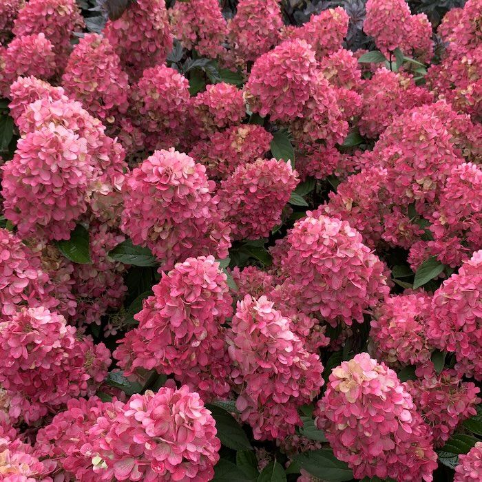 Hydrangea paniculata Bonfire in piena fioritura estiva con fiori rosso fuoco Hydrangea paniculata Bonfire in piena fioritura estiva con fiori rosso fuoco