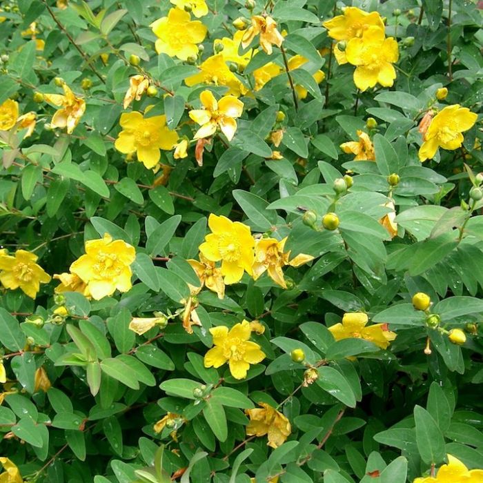 Hypericum “Hidcote” – Arbusto ornamentale a fiori giallo oro, ideale per bordure e giardini soleggiati. Hypericum “Hidcote” – Arbusto ornamentale a fiori giallo oro, ideale per bordure e giardini soleggiati.