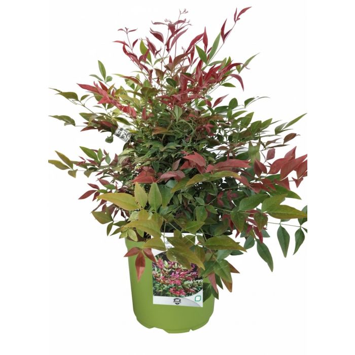 Nandina Obsessed pianta ornamentale sempreverde dal fogliame rosso intenso ideale per siepi basse e giardini