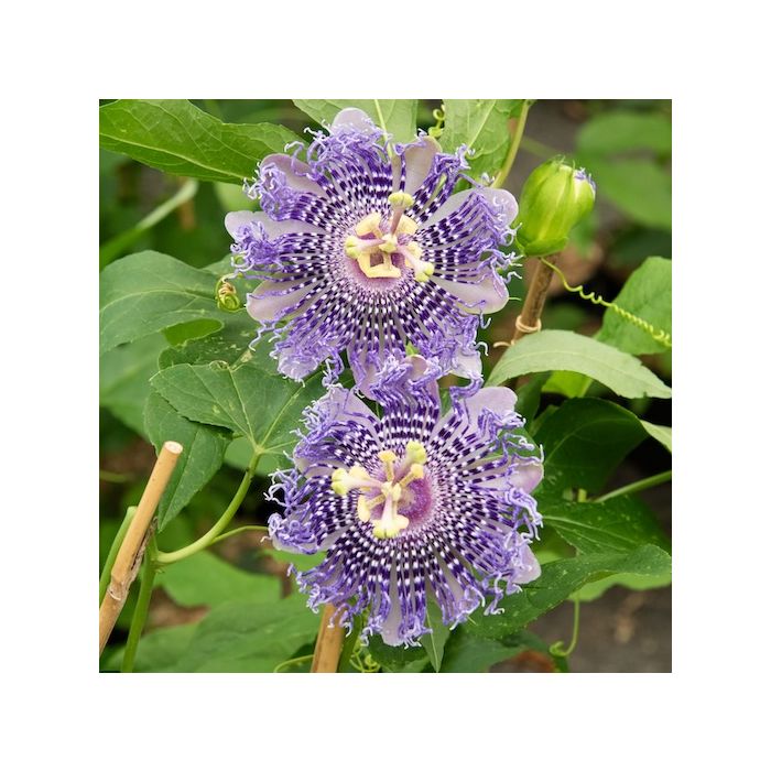 Fiore di Passiflora Fata Confetto con petali rosa e centro viola Fiore di Passiflora Fata Confetto con petali rosa e centro viola
