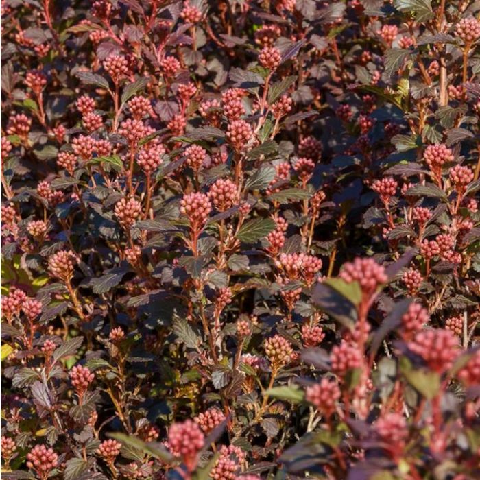 Arbusto Physocarpus ‘Little Joker’ con fogliame porpora e fiori rosa-bianchi – vista frontale in vaso/bordura Arbusto Physocarpus ‘Little Joker’ con fogliame porpora e fiori rosa-bianchi – vista frontale in vaso/bordura