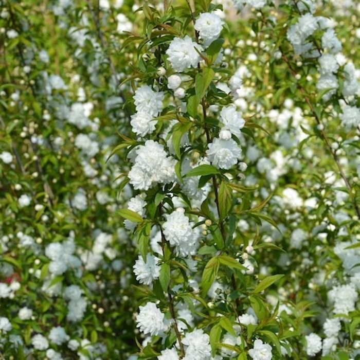 Prunus glandulosa Alba Plena arbusto ornamentale con fiori bianchi doppi in piena fioritura primaverile in giardino Prunus glandulosa Alba Plena arbusto ornamentale con fiori bianchi doppi in piena fioritura primaverile in giardino