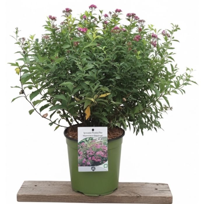spiraea anthony waterer in fiore rosa in giardino spiraea anthony waterer in fiore rosa in giardino