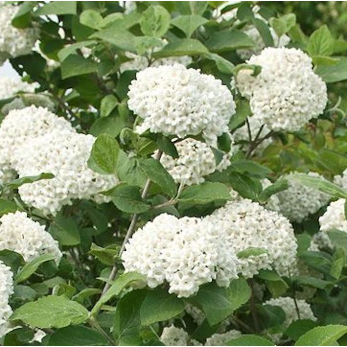 Viburnum Carcephalum in fiore con fiori bianchi Viburnum Carcephalum in fiore con fiori bianchi