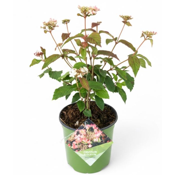 Viburnum Pinkimono in fiore con fiori rosa profumati
