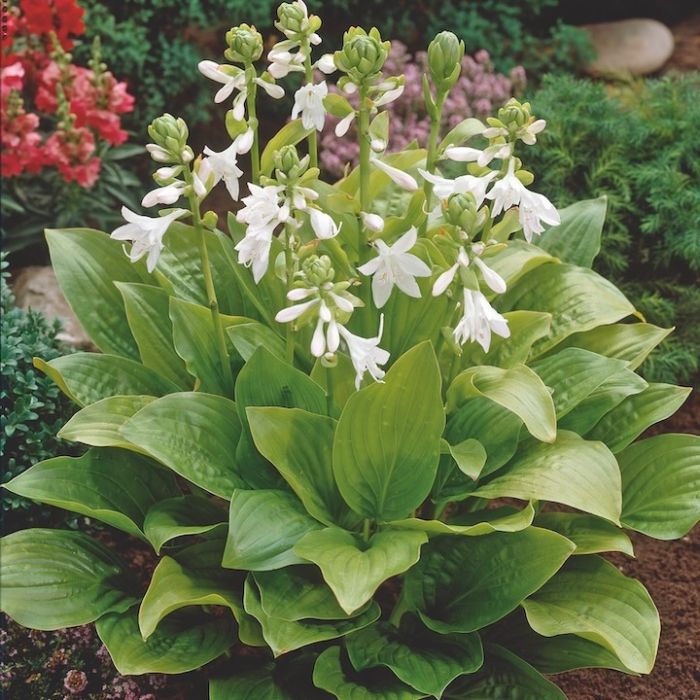 Pianta di Hosta ornamentale da ombra con foglie decorative verdi e fiori estivi bianchi, ideale per bordure e aiuole Pianta di Hosta ornamentale da ombra con foglie decorative verdi e fiori estivi bianchi, ideale per bordure e aiuole