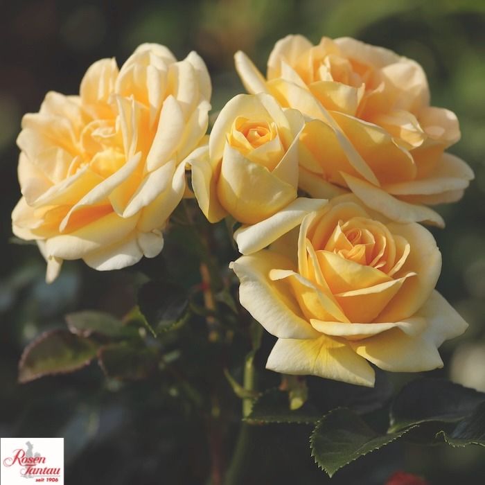 Rosa Tantau Luna, fiore giallo crema luminoso su rosaio rifiorente ed elegante.