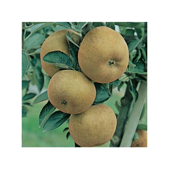 fratelli ingegnoli sementi piante Mela Golden Rugginosa fratelli ingegnoli sementi piante Mela Golden Rugginosa