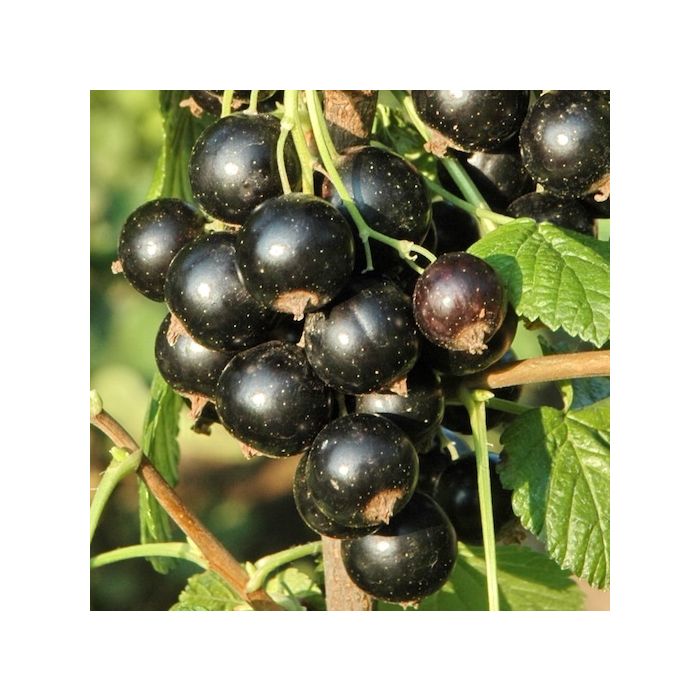 fratelli ingegnoli pianta in vaso ribes nero
