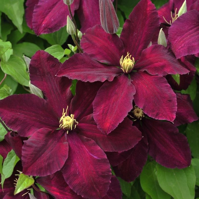 Clematis 'Niobe' con grandi fiori rosso scuro e antere gialle Clematis 'Niobe' con grandi fiori rosso scuro e antere gialle