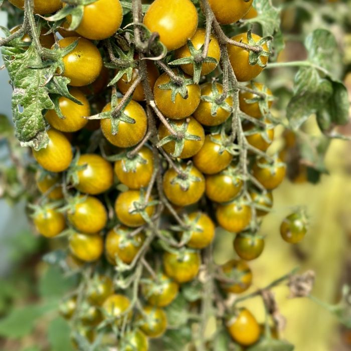 pomodoro datterino mango pomodoro datterino mango